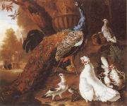Jakob Bogdani Bird of Paradise oil painting